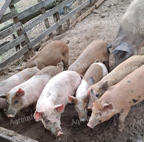 Auswahlferkel zum Verkauf von Duroc-Männchen