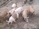 Auswahlferkel zum Verkauf von Duroc-Männchen
