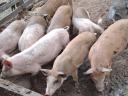 Auswahlferkel zum Verkauf von Duroc-Männchen