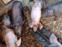Schweinchen