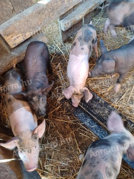 Schweinchen