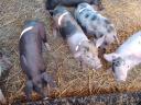 Schweinchen