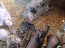 Schweinchen