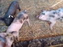 Schweinchen