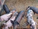Schweinchen