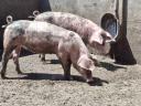 8 Ferkel zu verkaufen