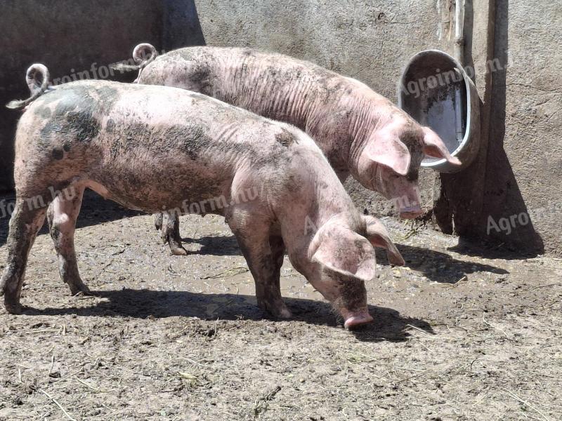 8 Ferkel zu verkaufen