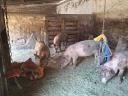 8 Ferkel zu verkaufen