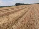 Wheat straw for sale