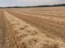 Wheat straw for sale