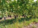 For sale Furmint, Blue Franc, Merlot, Cabernet and Syrah grapes from excellent vineyards in Eger