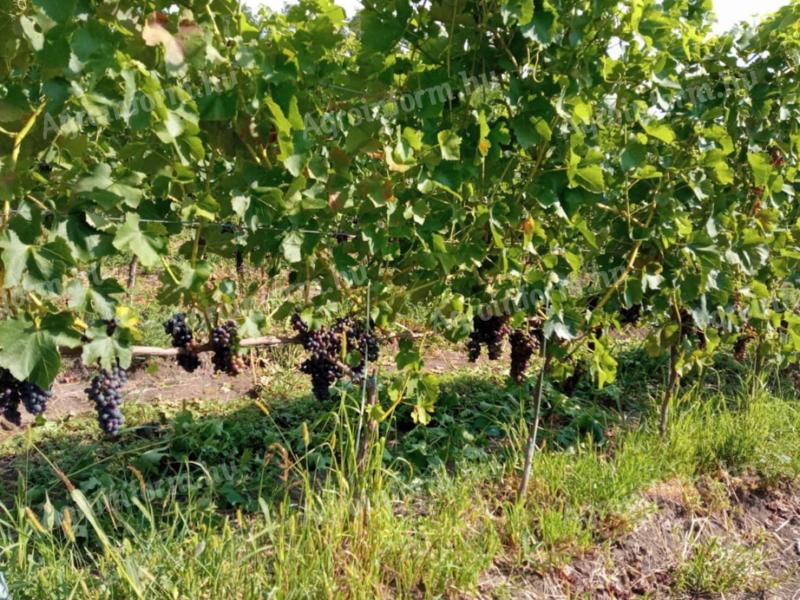 For sale Furmint, Blue Franc, Merlot, Cabernet and Syrah grapes from excellent vineyards in Eger