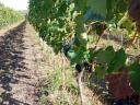 For sale Furmint, Blue Franc, Merlot, Cabernet and Syrah grapes from excellent vineyards in Eger