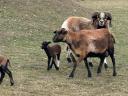 Cameroon sheep for sale from good flocks