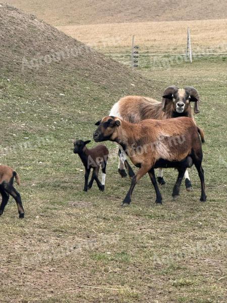 Cameroon sheep for sale from good flocks