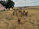Cameroon sheep for sale from good flocks