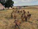 Cameroon sheep for sale from good flocks