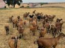 Cameroon sheep for sale from good flocks