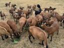 Cameroon sheep for sale from good flocks