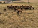 Cameroon sheep for sale from good flocks