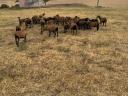 Cameroon sheep for sale from good flocks