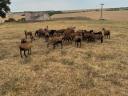 Cameroon sheep for sale from good flocks
