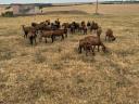 Cameroon sheep for sale from good flocks