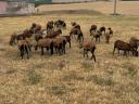 Cameroon sheep for sale from good flocks