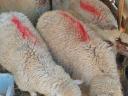 Lambs for sale