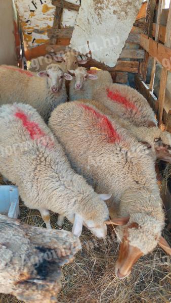 Lambs for sale