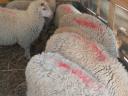 Lambs for sale