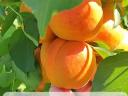 Gönci apricots for sale from producer