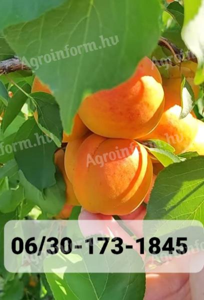 Gönci apricots for sale from producer