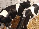 Drinking calves