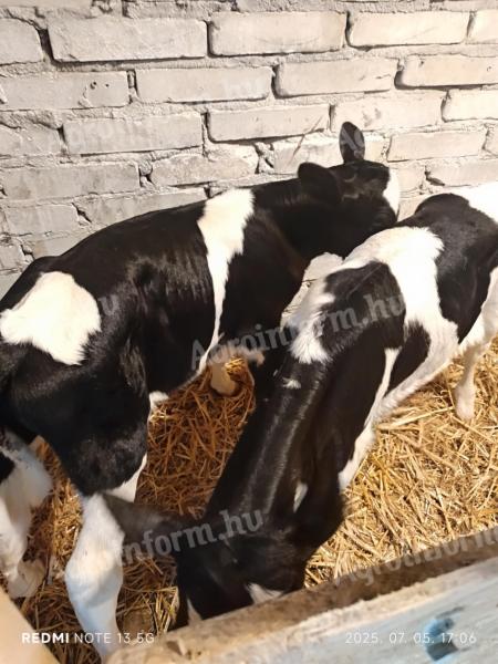 Drinking calves