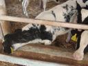 Drinking calves