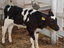 Drinking calves