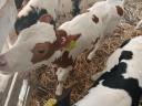 Drinking calves
