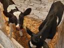 Drinking calves