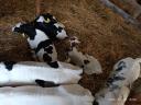 Drinking calves