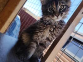 12 hetes Maine Coon nagylány