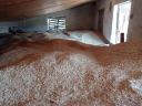 Oats, autumn oats