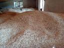 Oats, autumn oats