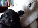 Working Labrador Retriever puppies