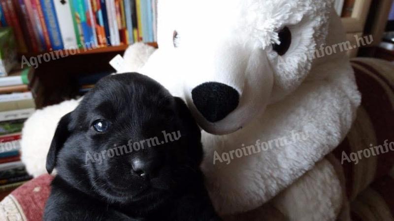 Working Labrador Retriever puppies