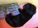 Working Labrador Retriever puppies