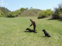Working Labrador Retriever puppies