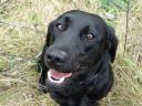 Working Labrador Retriever puppies