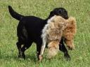Working Labrador Retriever puppies