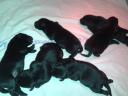 Working Labrador Retriever puppies